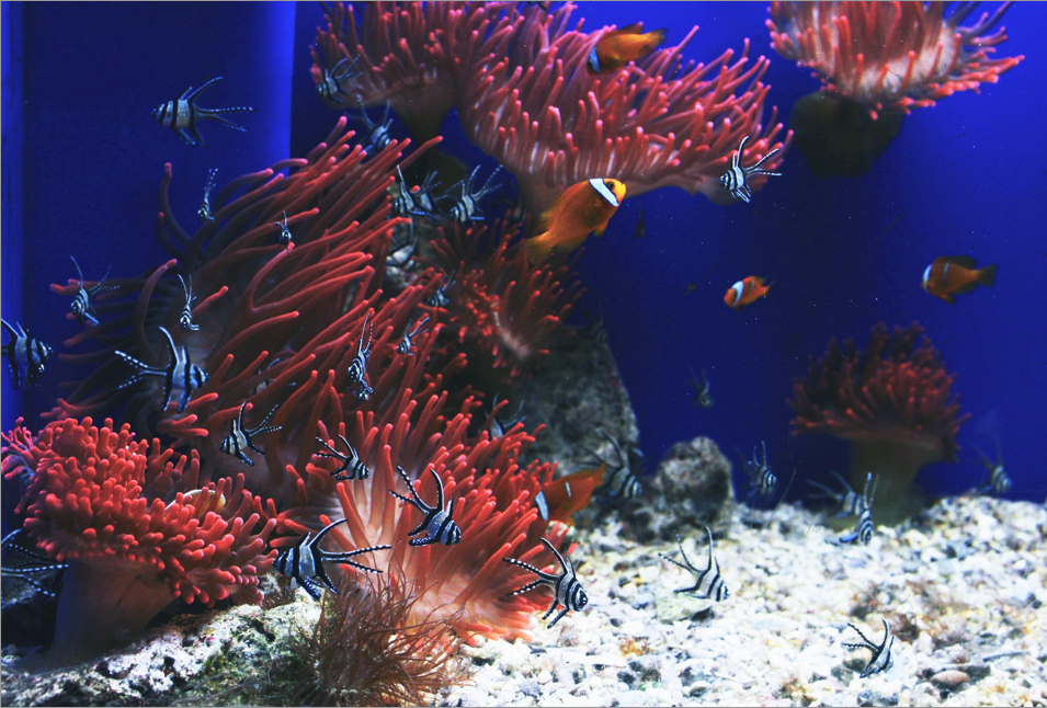 view of a colorful coral reef with fish swimming adound it inside of a aquarium