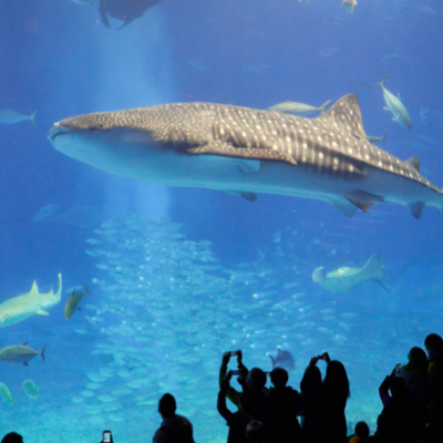 rear view os a group of people staring and taking pictures of a whale shark inside of an aquarium poll with fish school and fish shoal by side