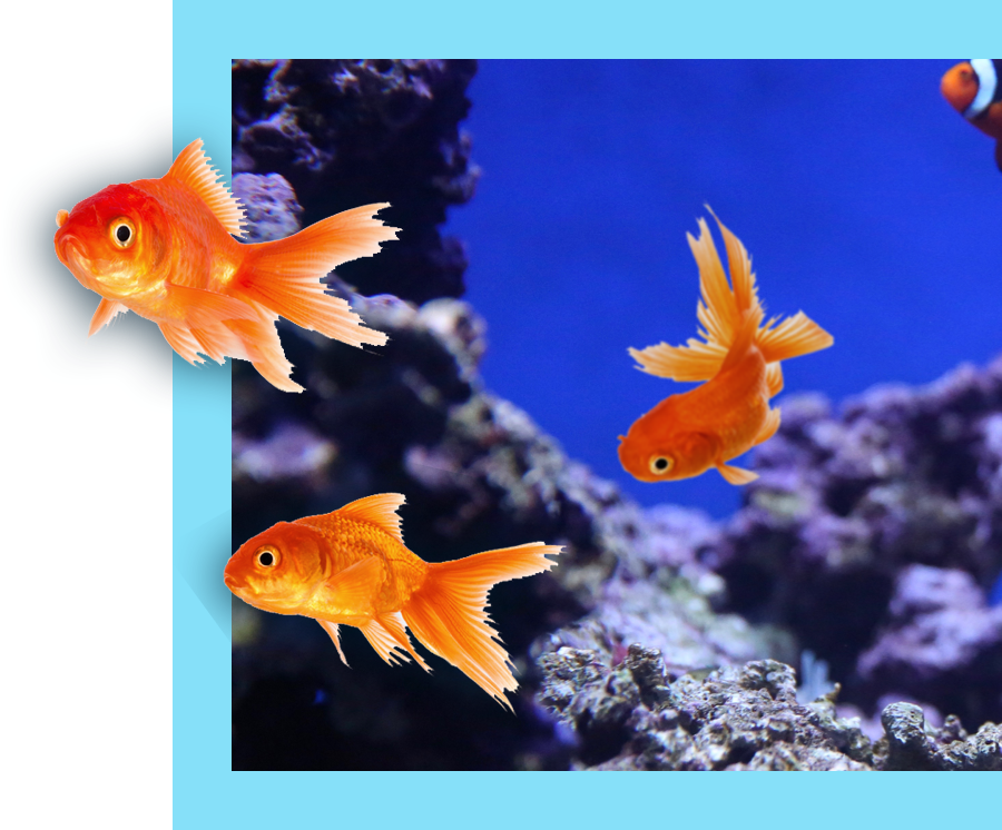 three golden fish beside a coral reef