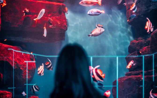 backside view of a person staring at an image on the wall of fish shoal under the sea