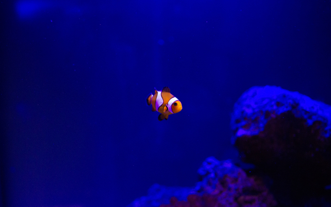 a nemo fish swimming close to a coral reef on a dark blue ocean