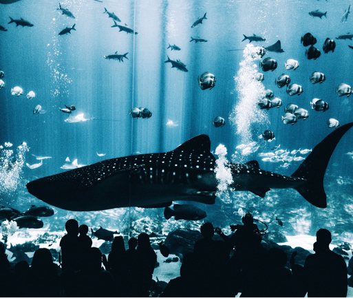 people staring at a whale shark inside an aquarium